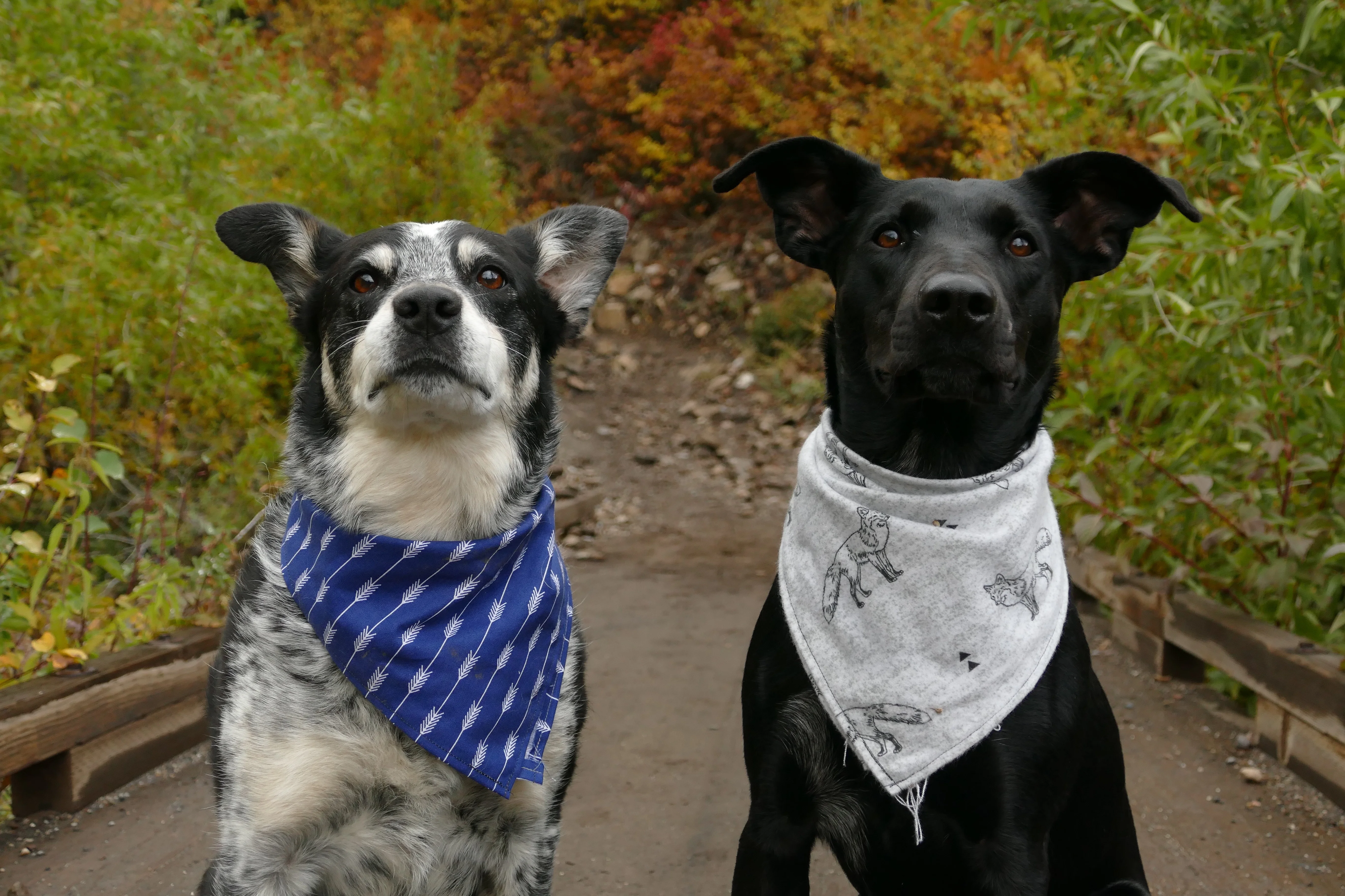 Boston Red Sox Dog Bandana, Personalized with your Pup's Name